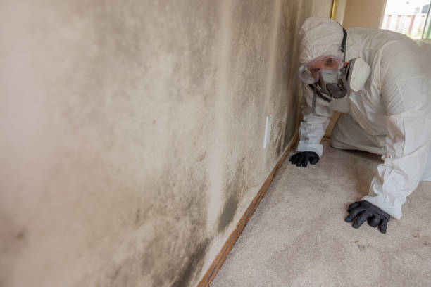 Best Mold Removal for HVAC Installations  in Lawtey, FL